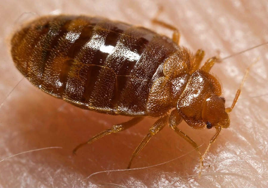 how to find hotel bed bugs